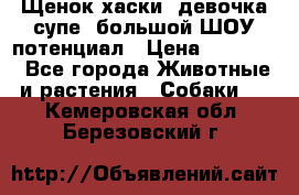 Щенок хаски, девочка супе, большой ШОУ потенциал › Цена ­ 50 000 - Все города Животные и растения » Собаки   . Кемеровская обл.,Березовский г.